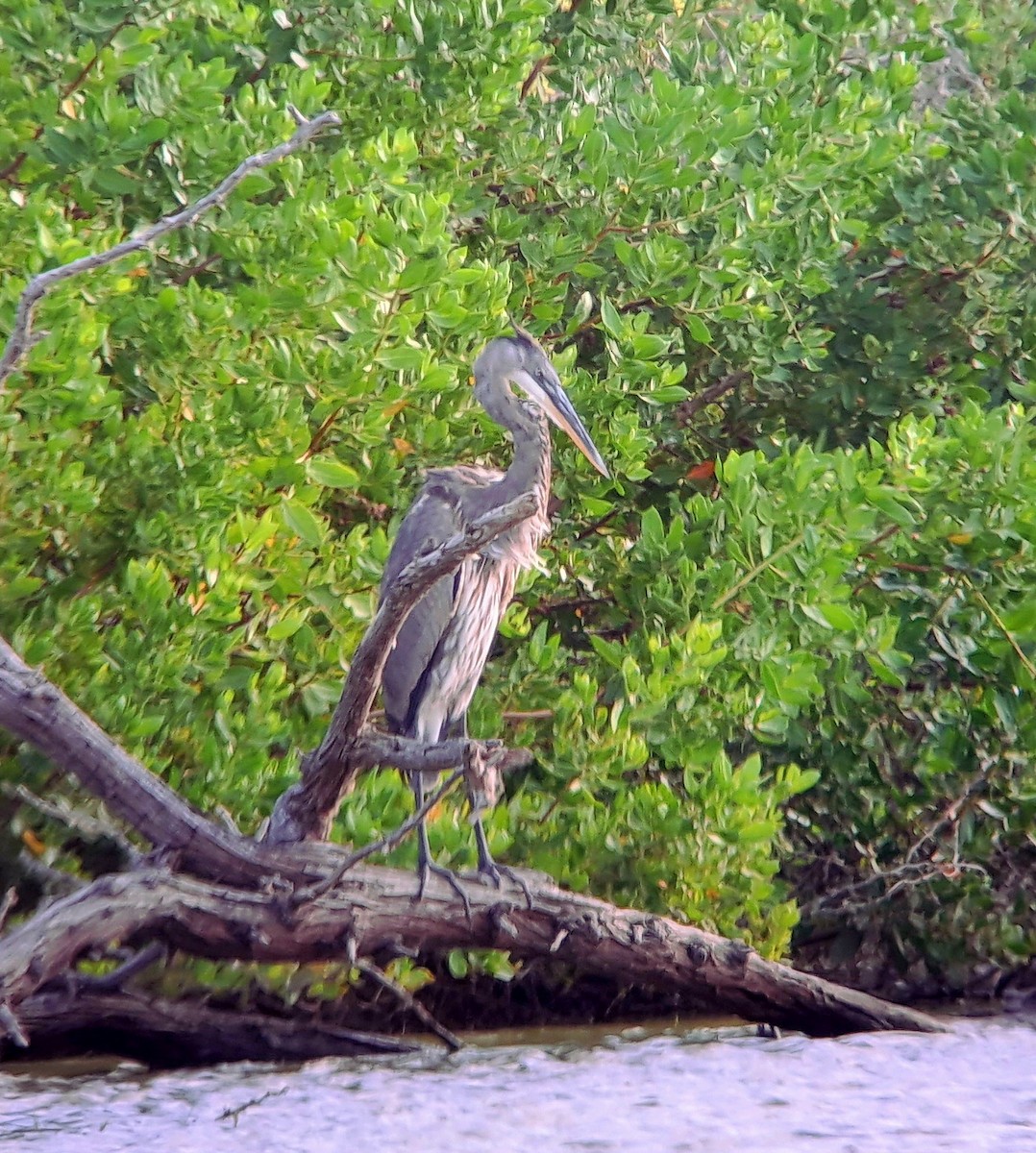 Great Blue Heron - Nicole  Rijsemus