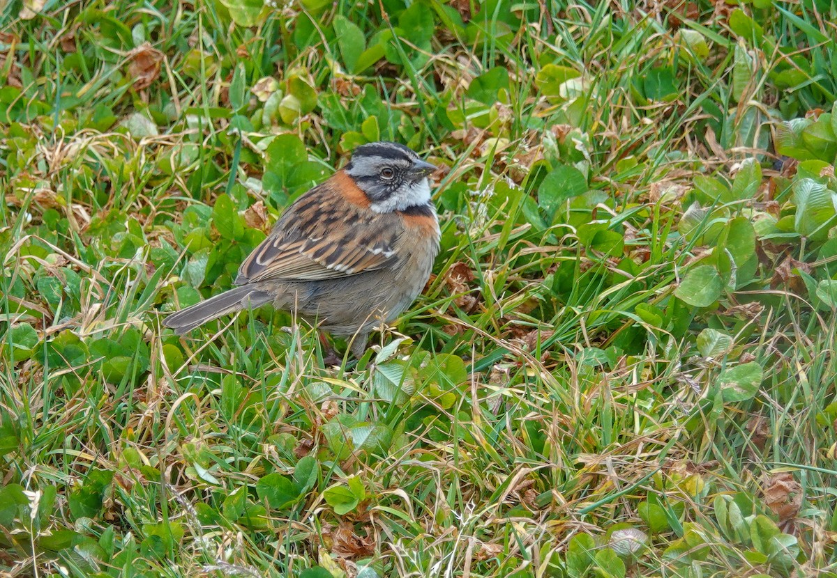 Rufous-collared Sparrow - ML543687751