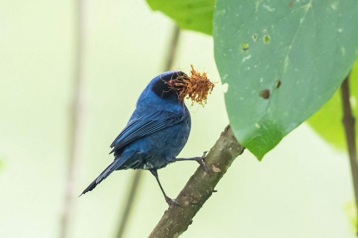 Masked Flowerpiercer - Bob Friedrichs