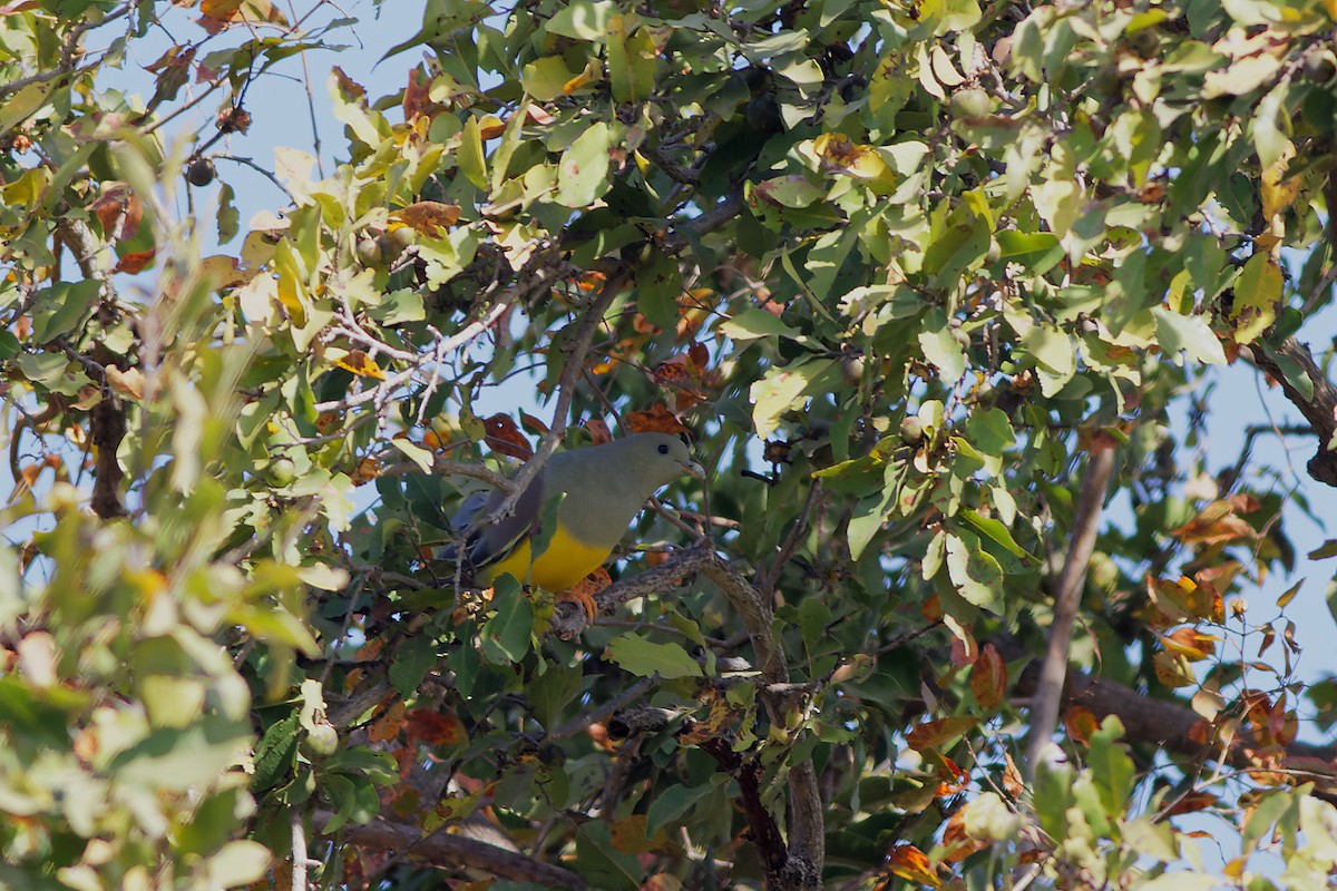 Bruce's Green-Pigeon - ML543688261