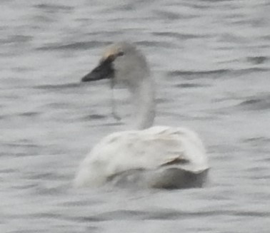 Cygne siffleur - ML543688491