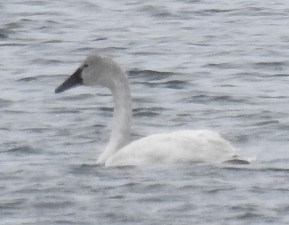 Tundra Swan - ML543688571