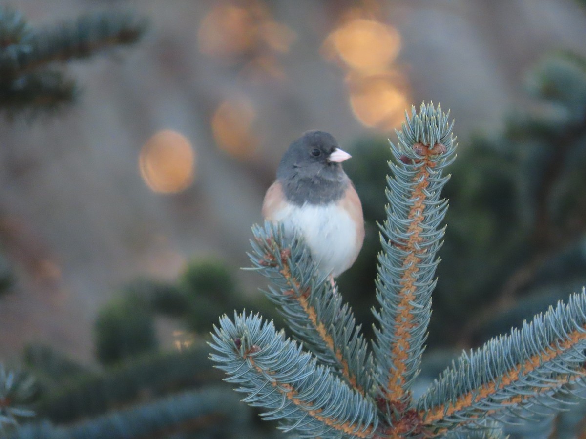 Junco ardoisé (groupe oreganus) - ML543688621