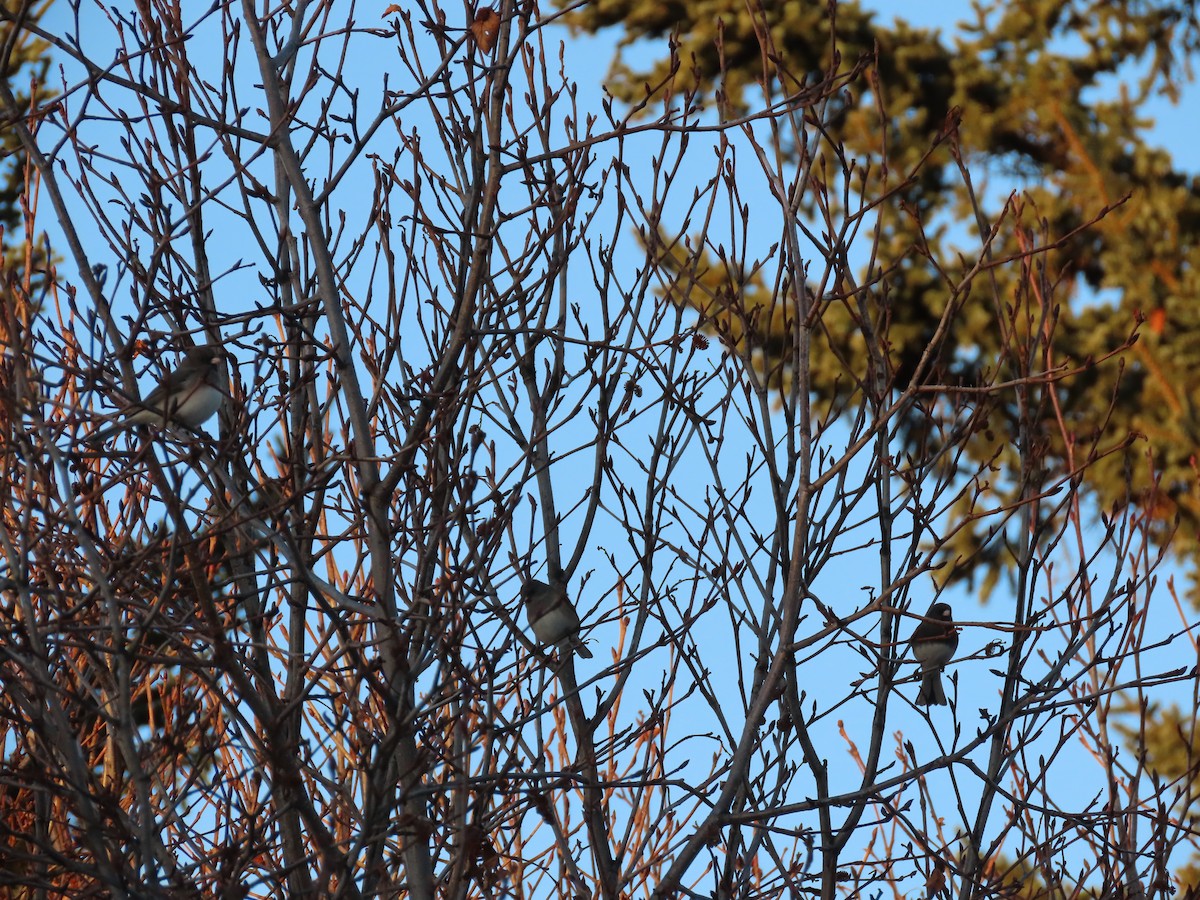 Dark-eyed Junco - ML543688721