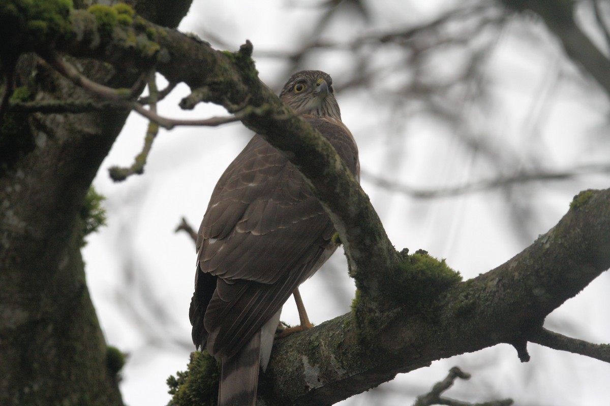 Sharp-shinned Hawk - Jeffery Anderson