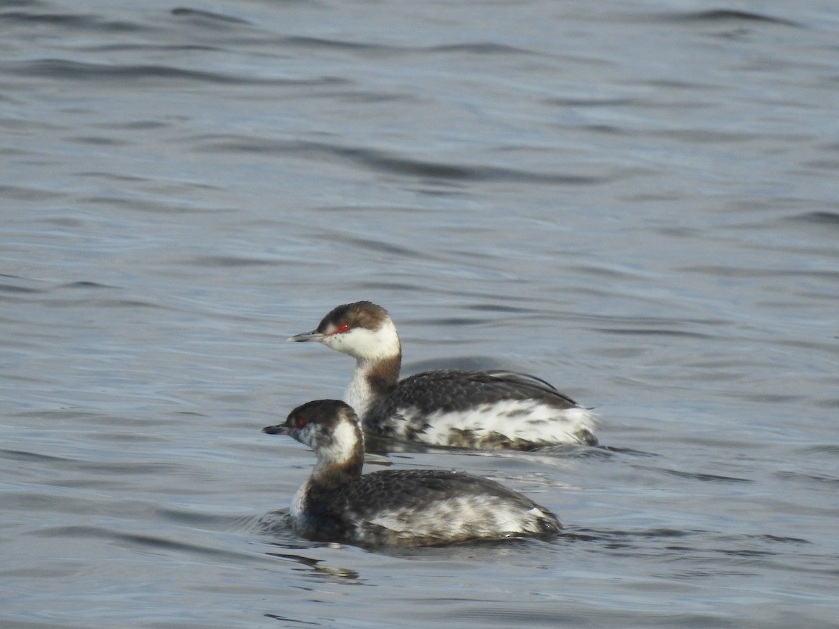 Horned Grebe - ML543689631