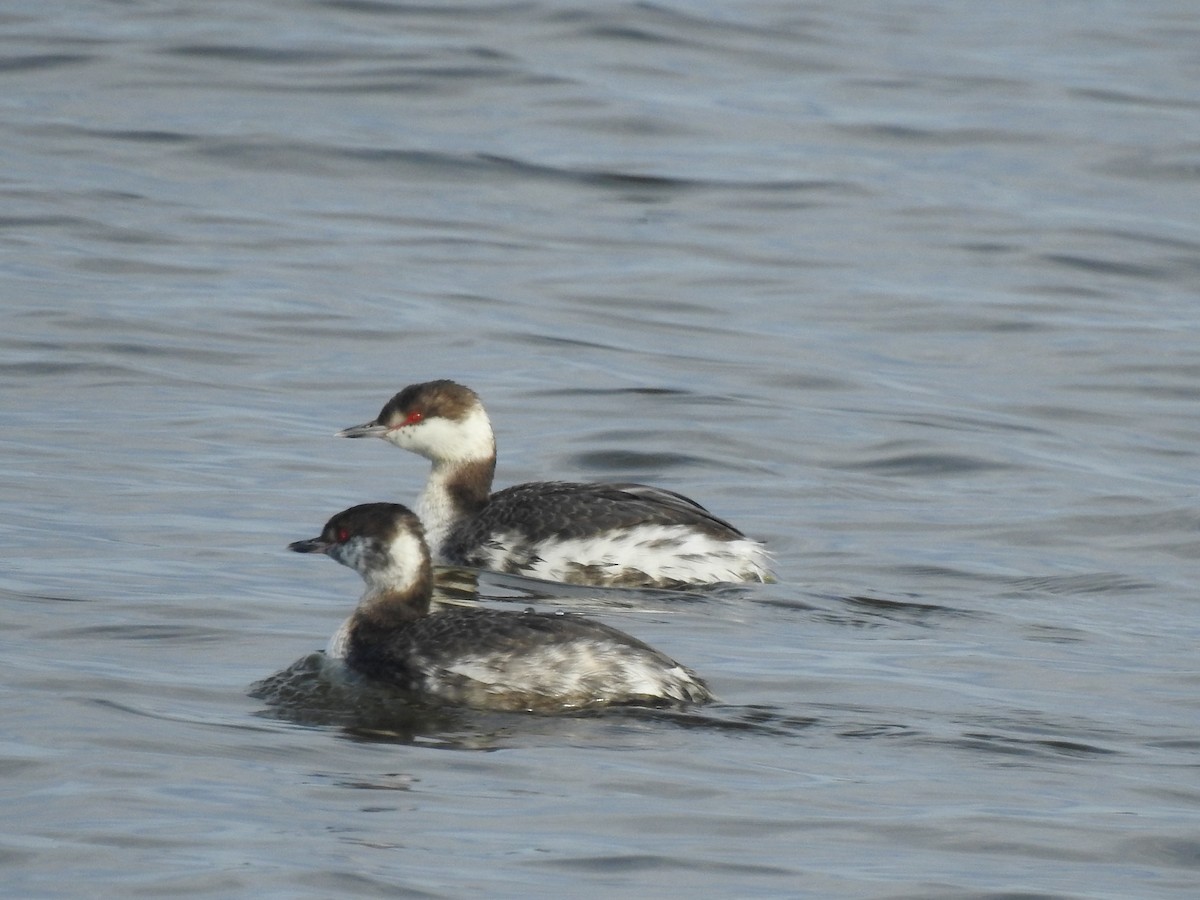 Horned Grebe - ML543689641