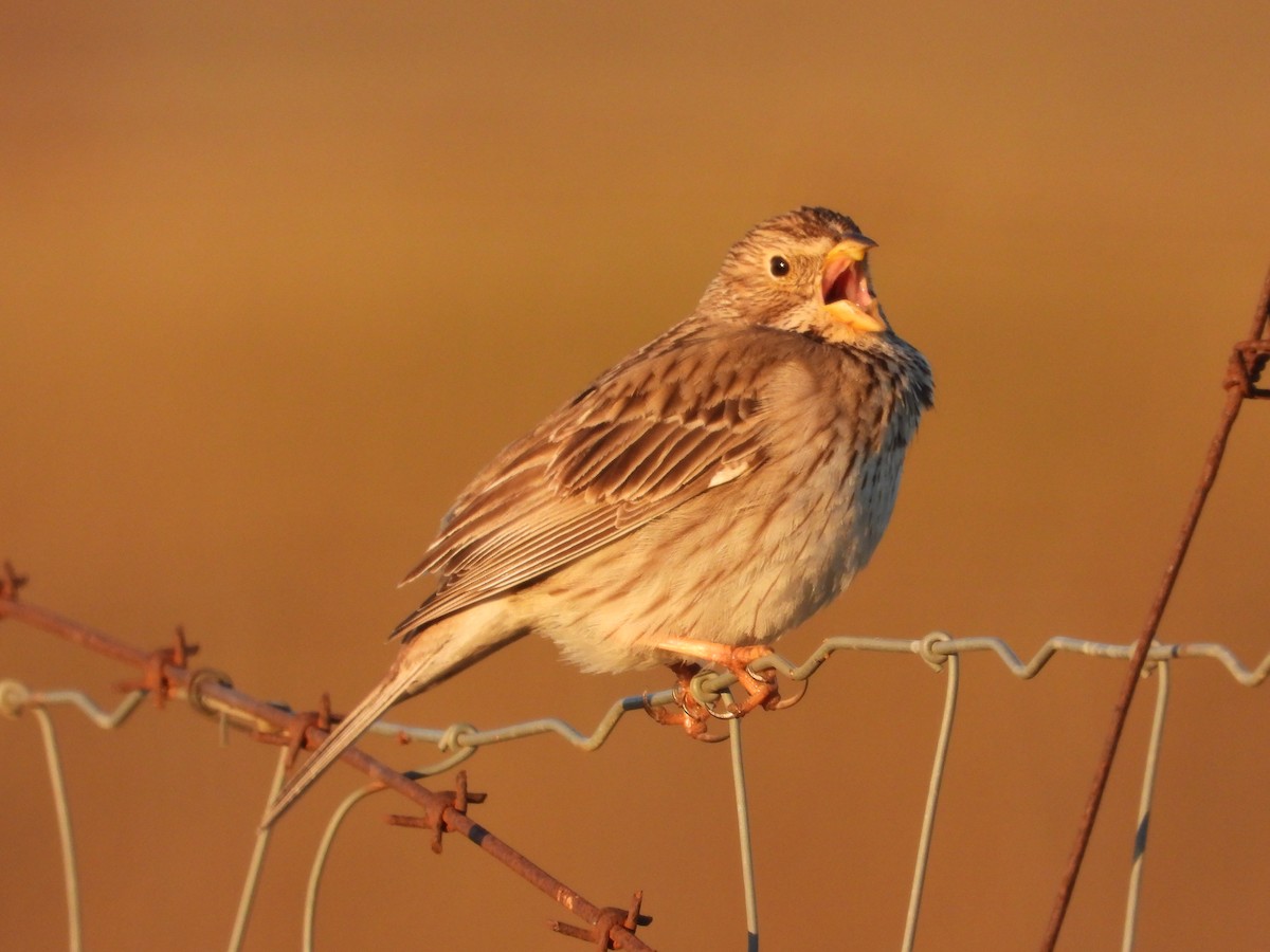 Corn Bunting - ML543689651