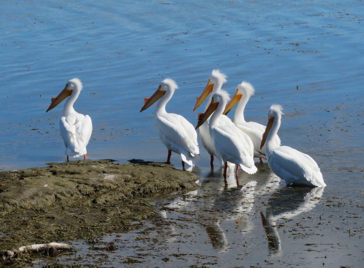 American White Pelican - ML543690341