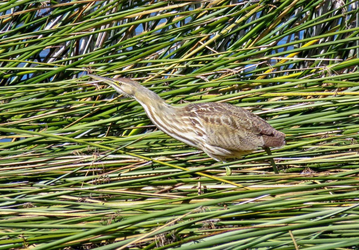 American Bittern - ML543690581