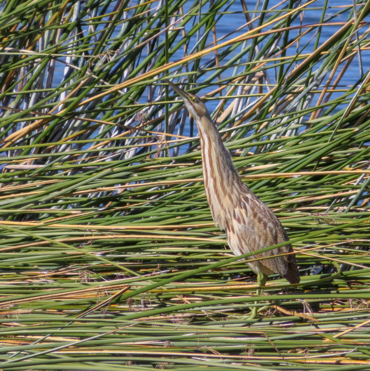 American Bittern - ML543690611