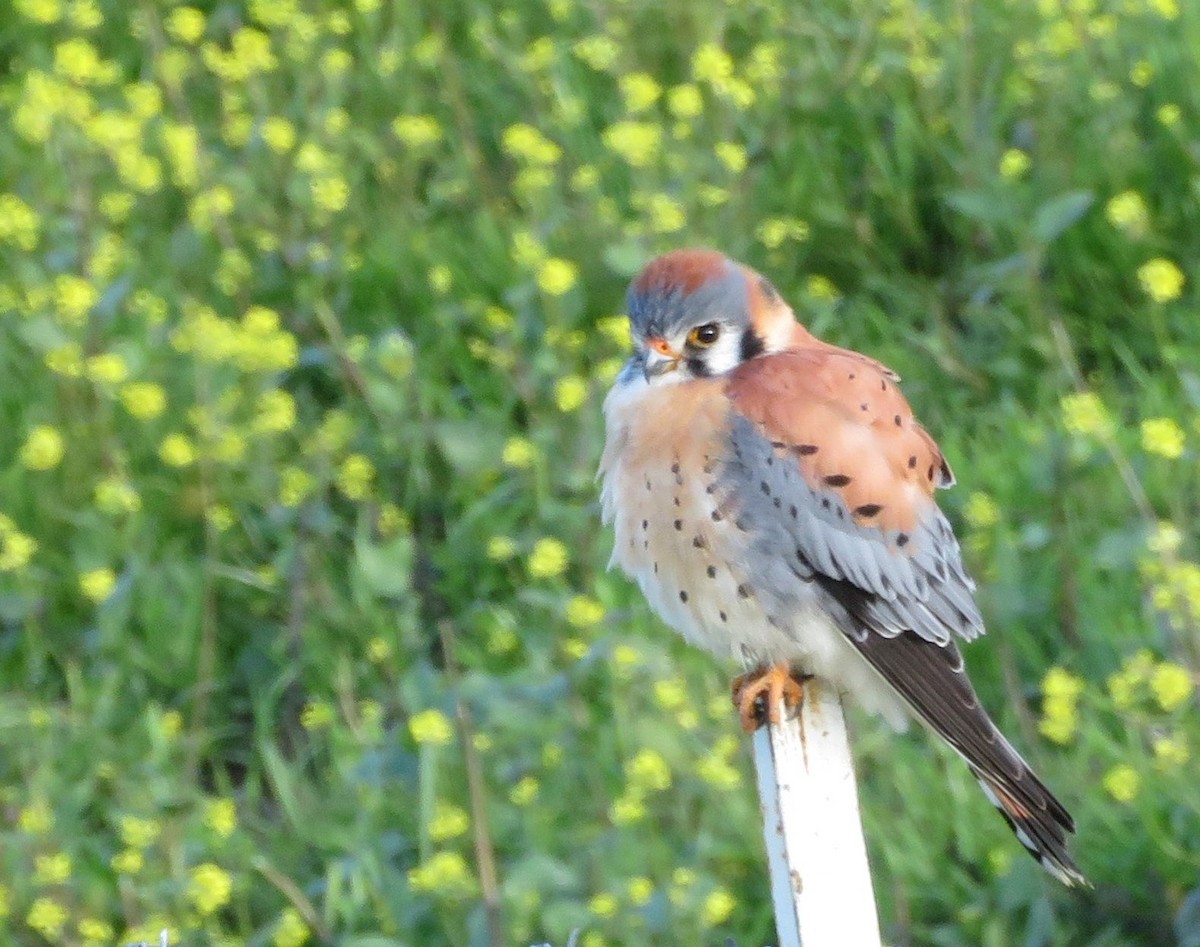 American Kestrel - ML543690761