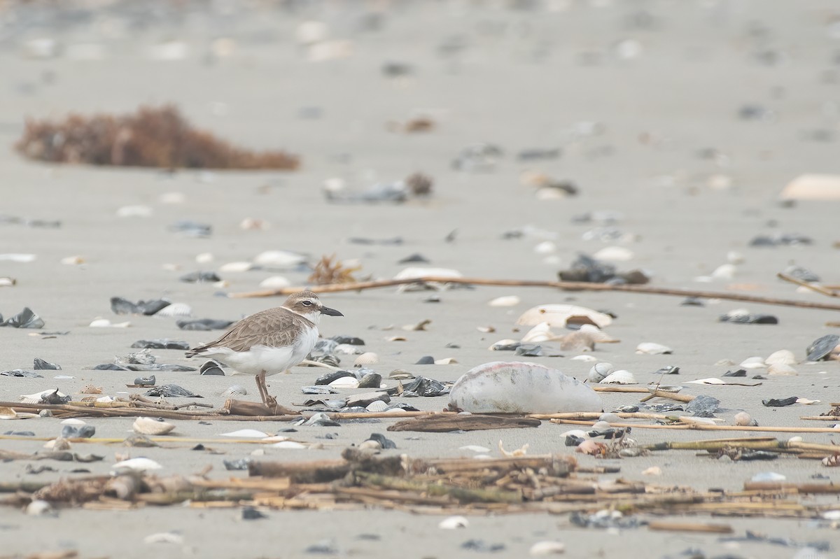 Wilson's Plover - ML543690951