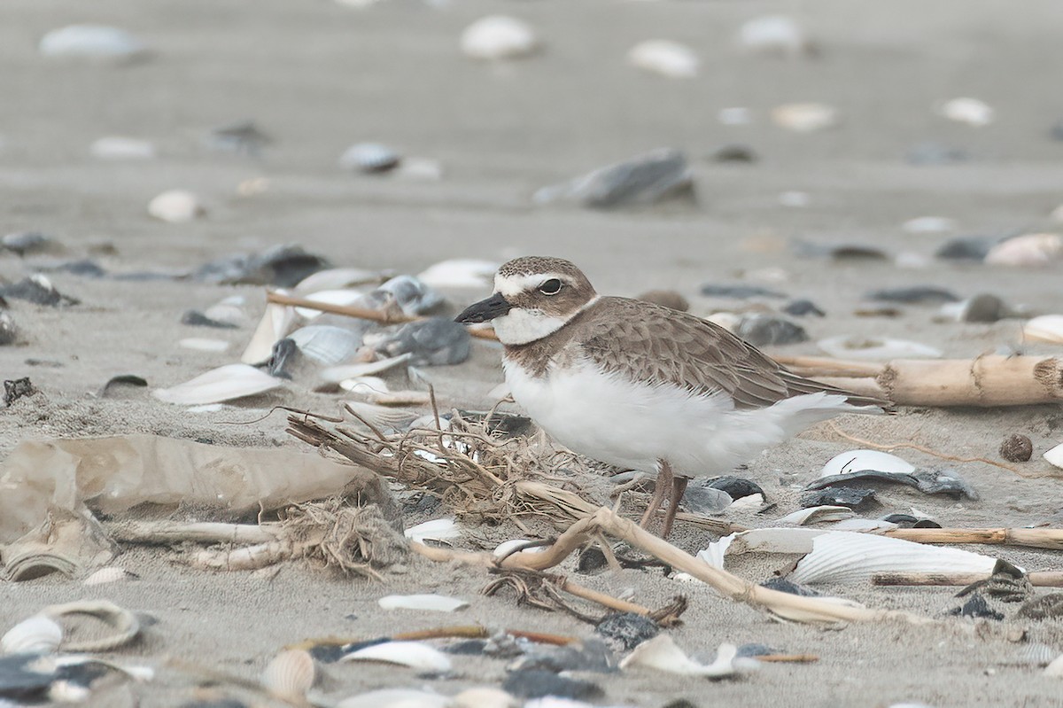 Wilson's Plover - ML543690961