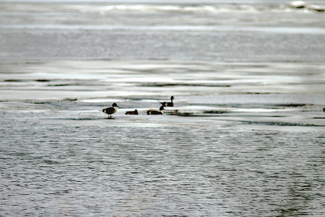 Northern Pintail - ML543693031