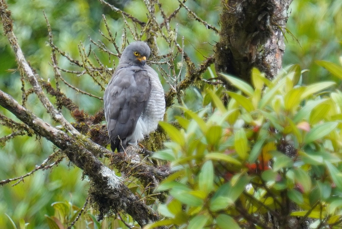 Roadside Hawk - ML543693221