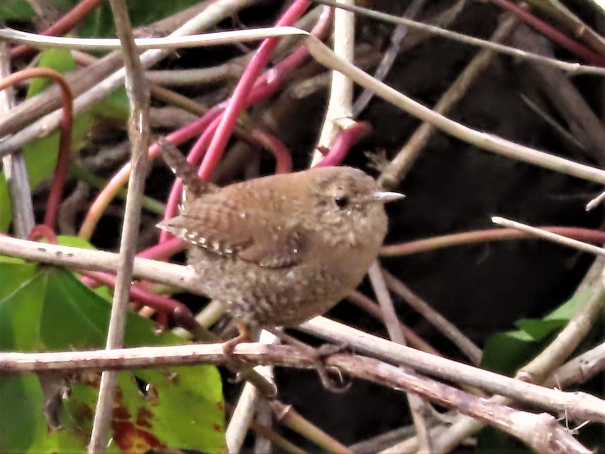 Winter Wren - ML543693691