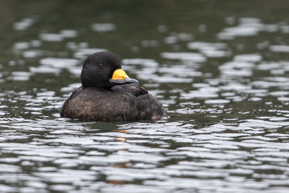 Black Scoter - Michael Stubblefield