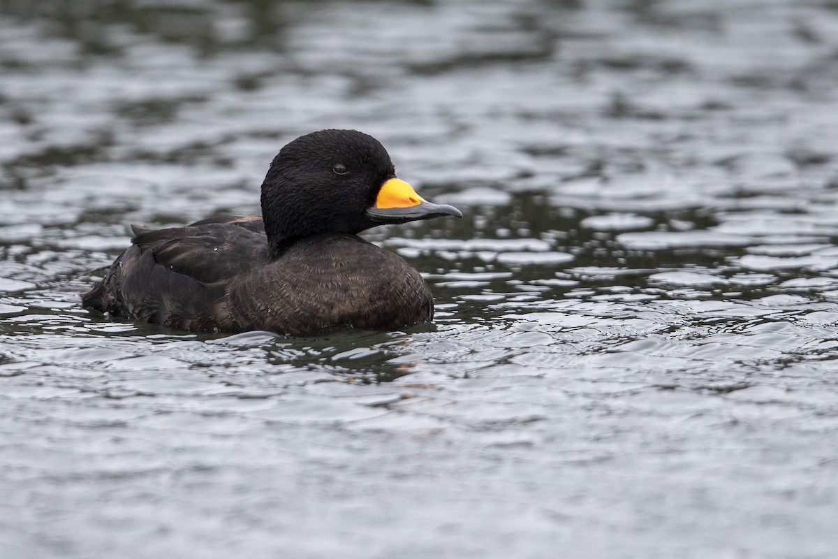 Black Scoter - Michael Stubblefield