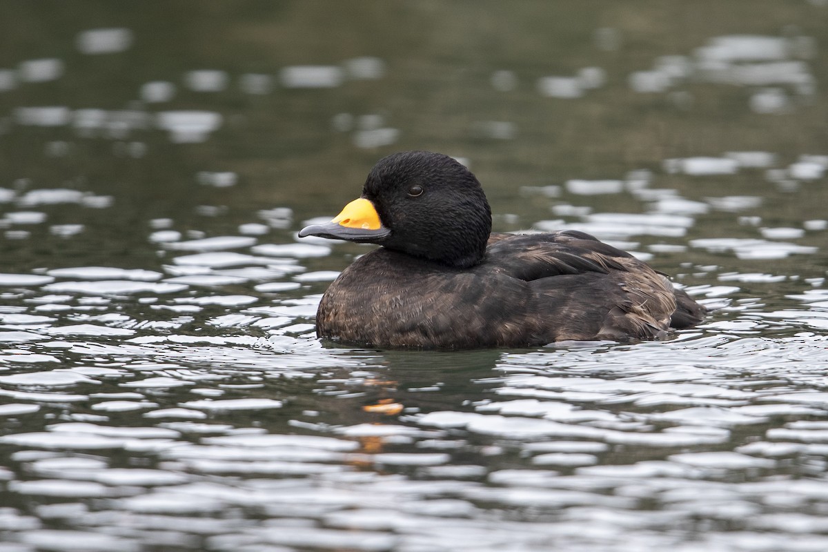 Black Scoter - Michael Stubblefield