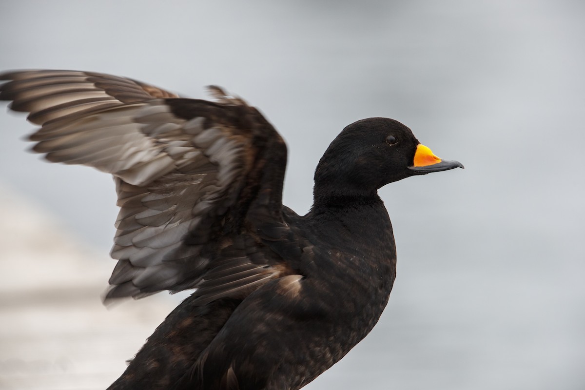 Black Scoter - Michael Stubblefield