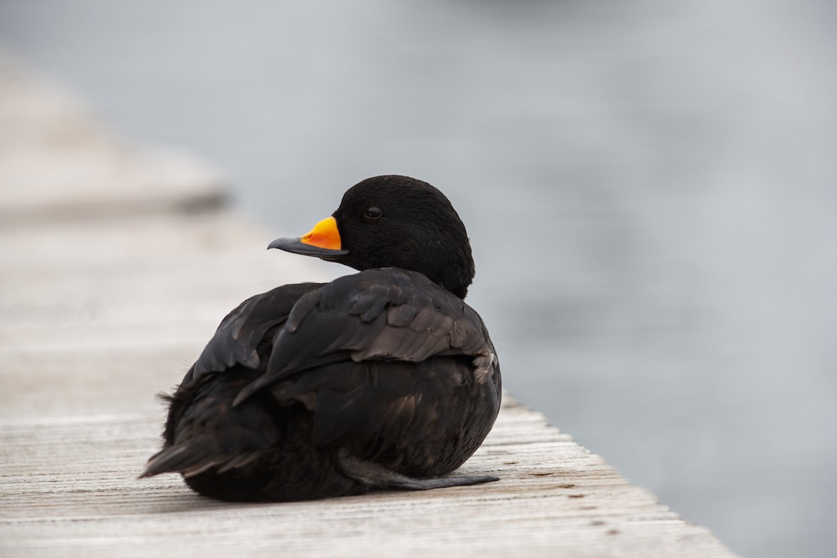 Black Scoter - Michael Stubblefield