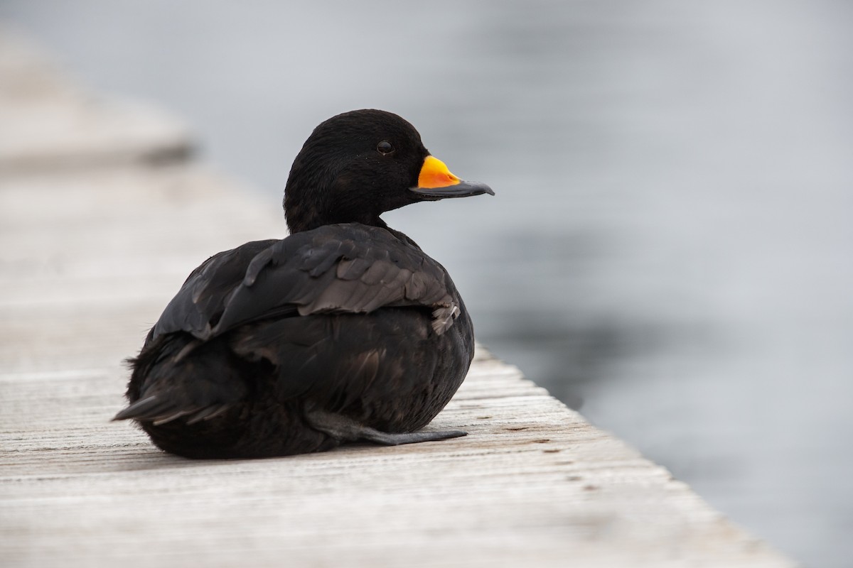 Black Scoter - Michael Stubblefield