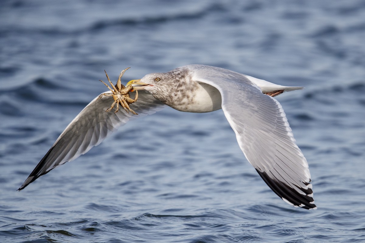 Herring Gull - ML543695851