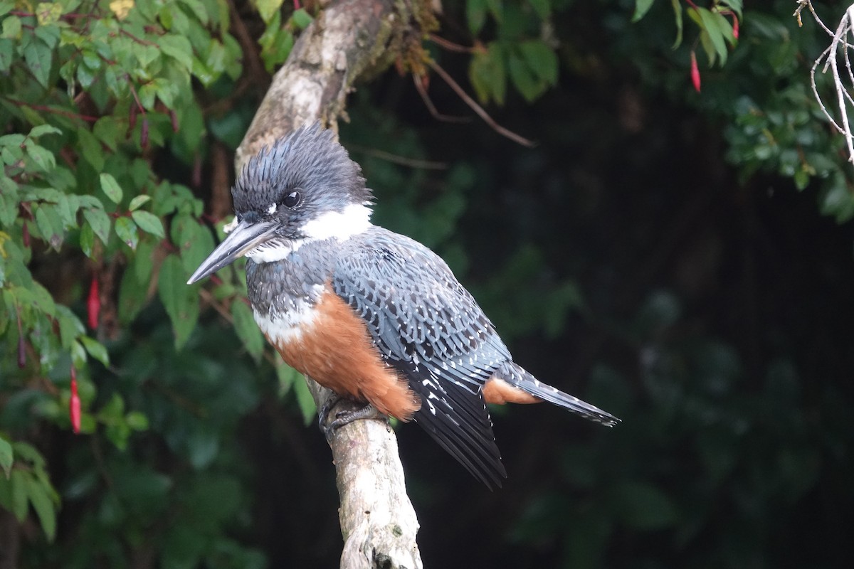 Ringed Kingfisher - Víctor Leiva Muñoz