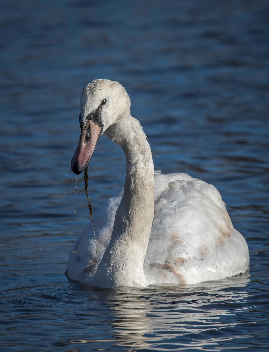 Mute Swan - ML543696571