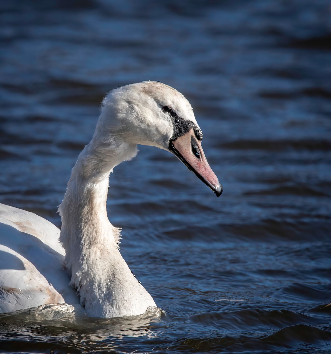 Mute Swan - ML543696581