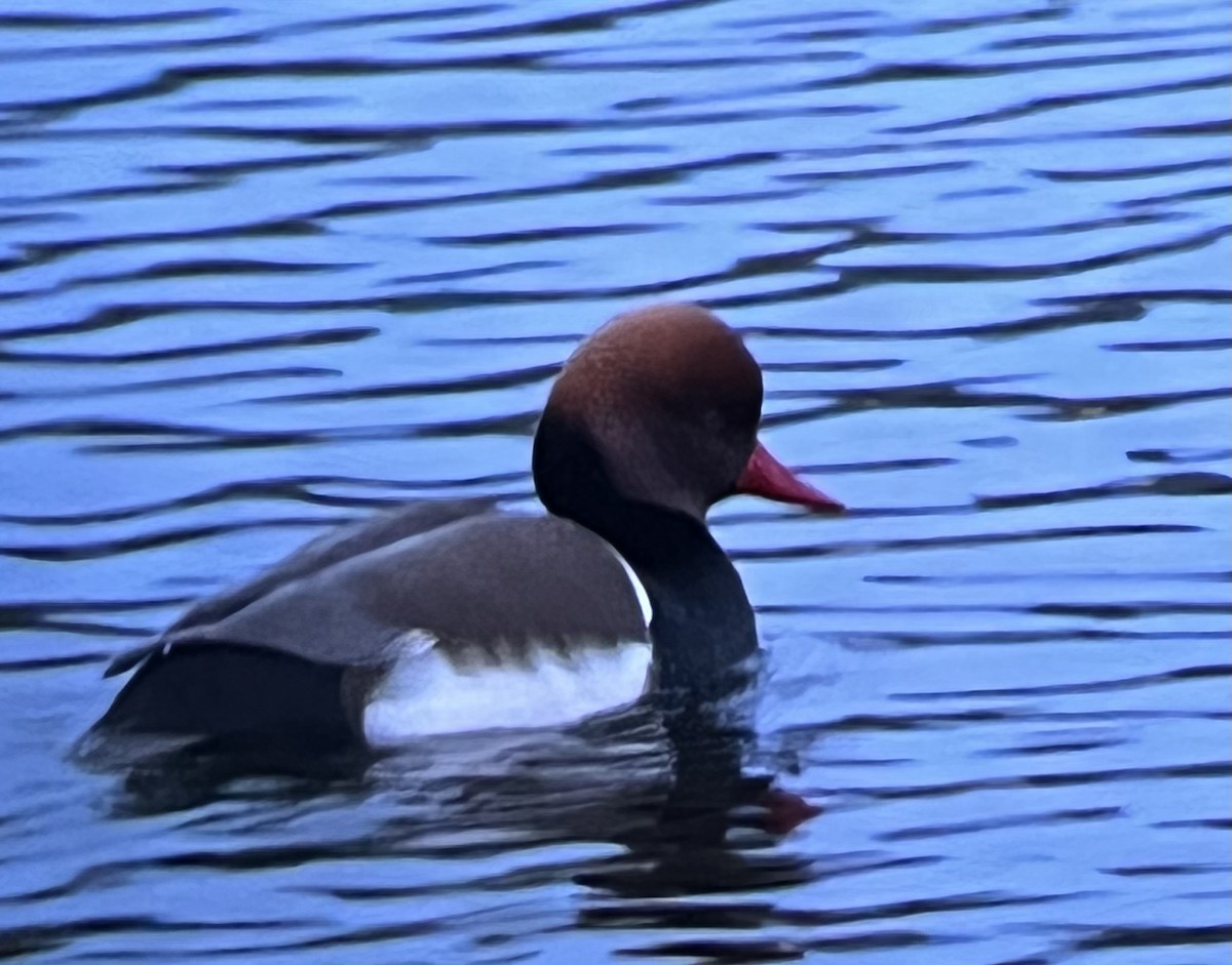 Red-crested Pochard - Klemens Gasser