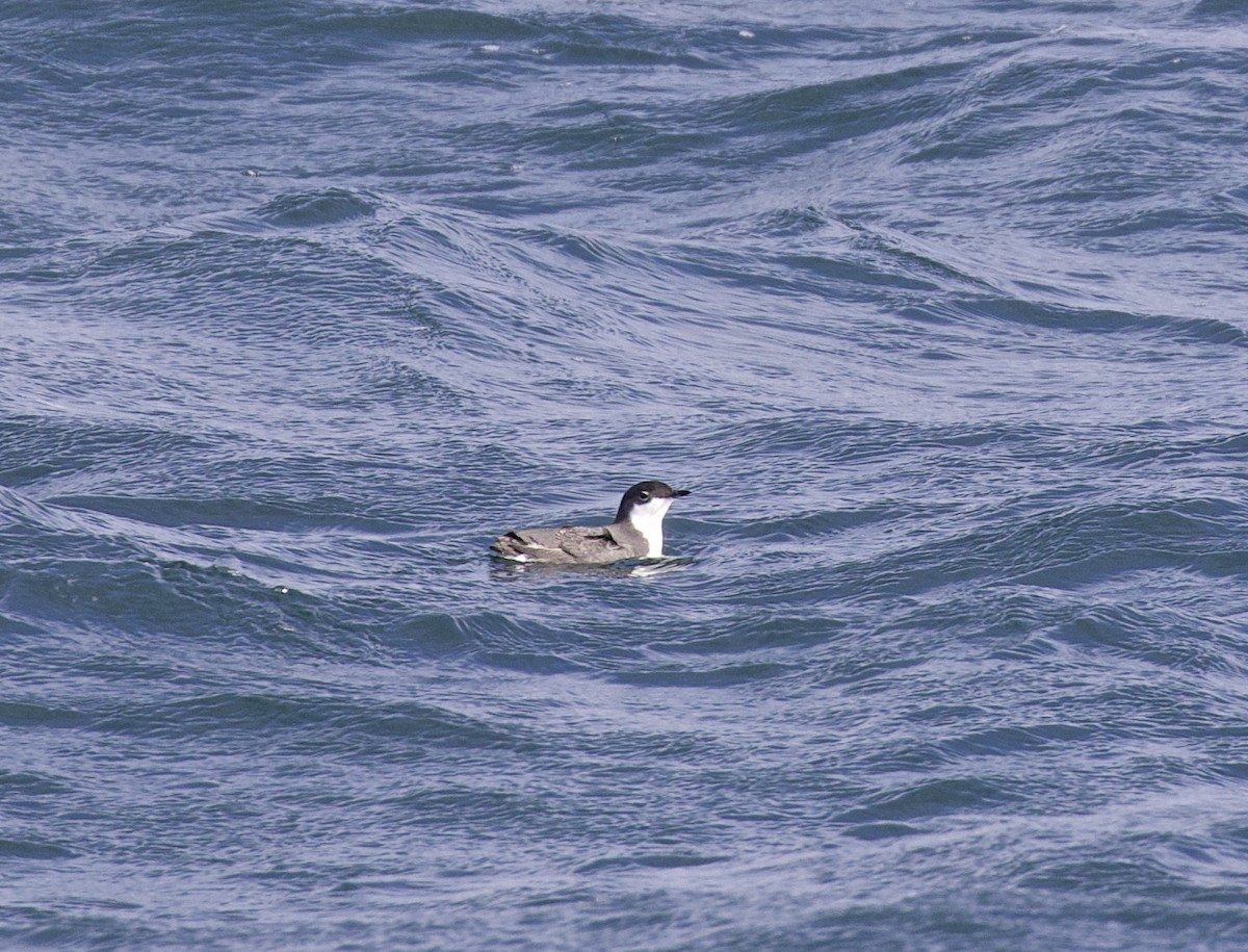 Scripps's Murrelet - Alison Hiers