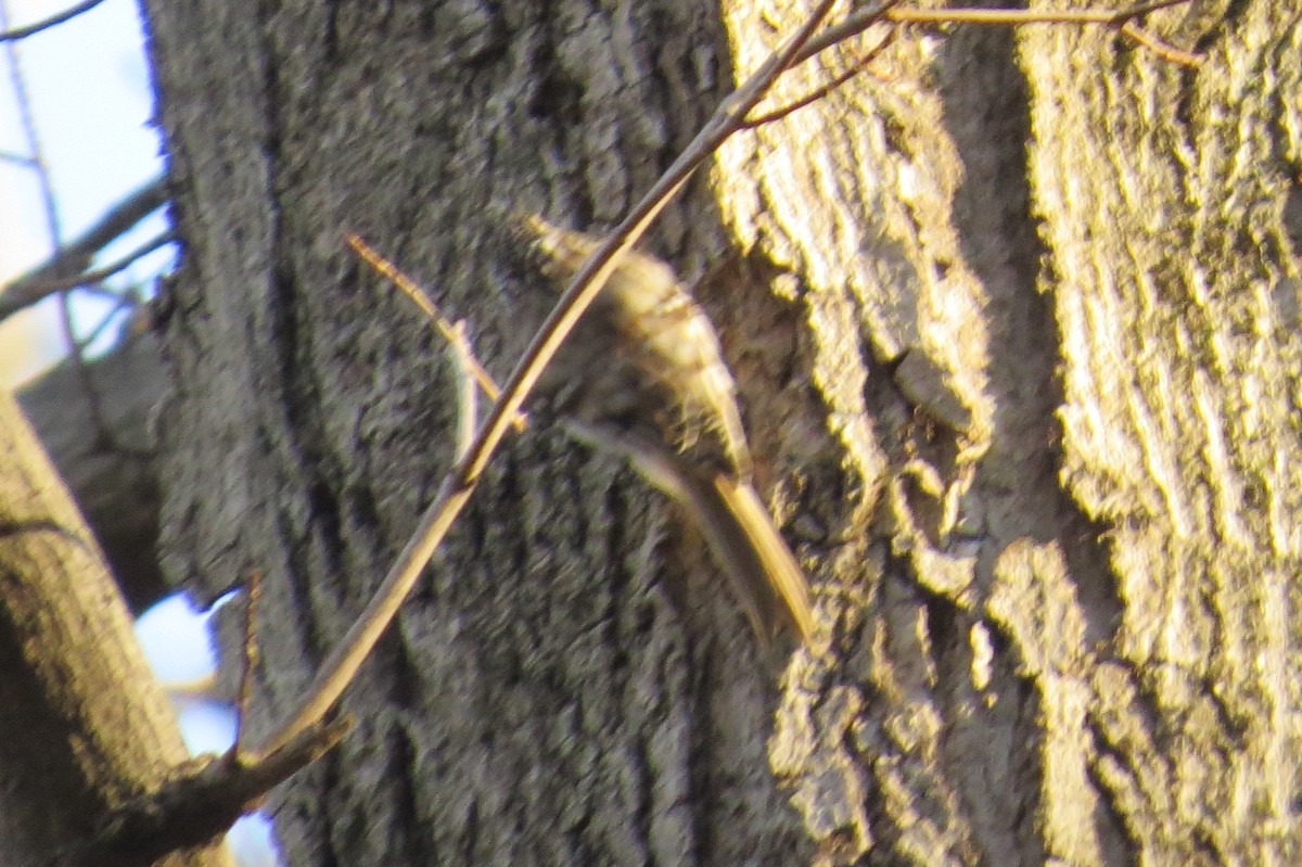 Brown Creeper - ML54369761