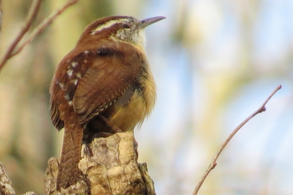 Carolina Wren - ML54369781