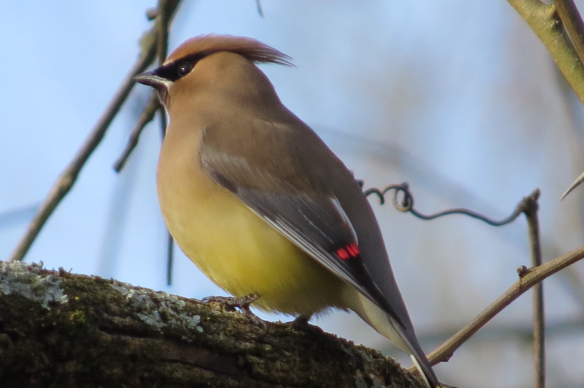 Cedar Waxwing - ML54369841