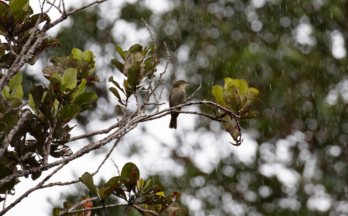 Fan-tailed Gerygone - Hickson Fergusson