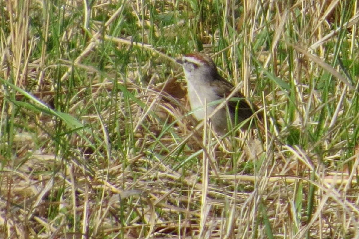 Chipping Sparrow - ML54369871