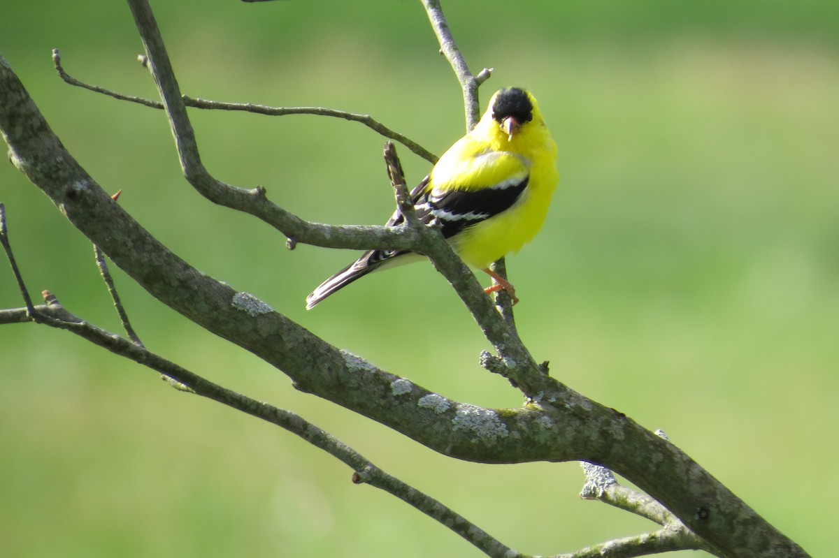 Chardonneret jaune - ML54369911