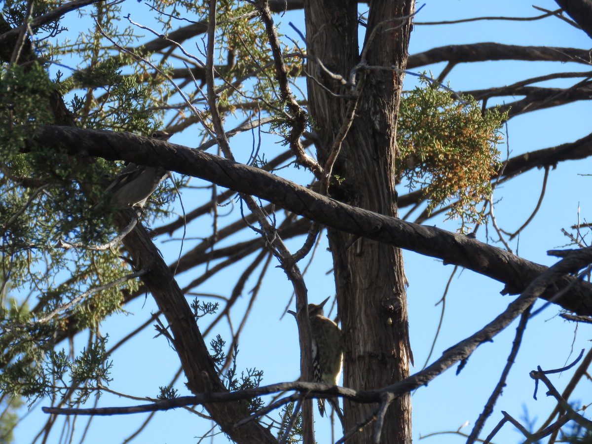 Yellow-bellied Sapsucker - ML543700181