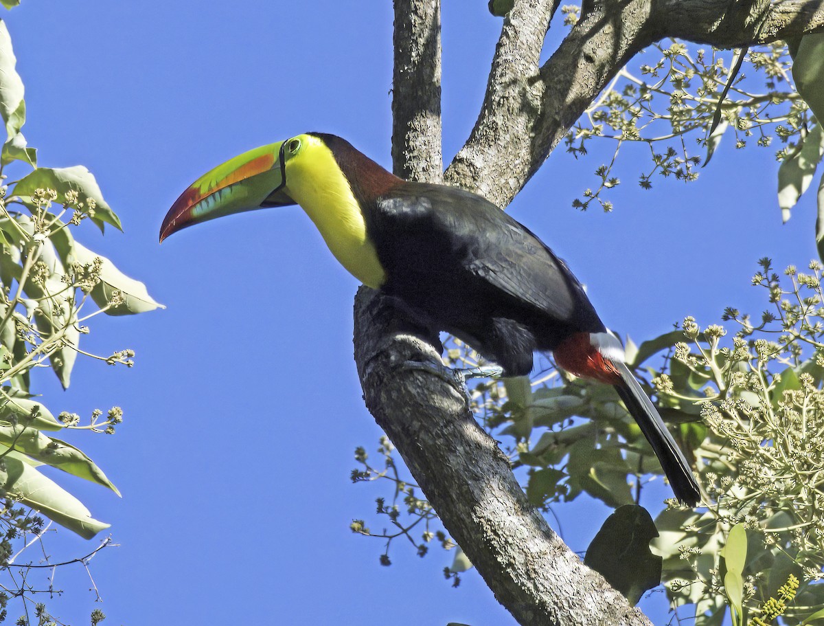 Keel-billed Toucan - David Sedgeley