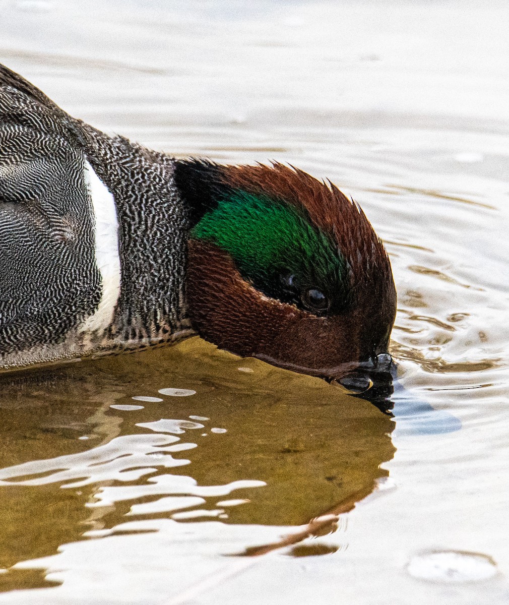 Green-winged Teal - ML543700831