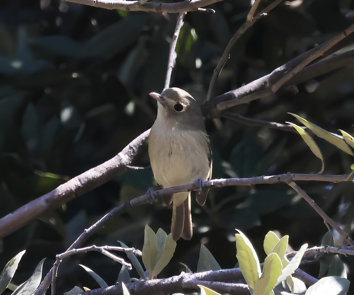 Hutton's Vireo - ML543701361