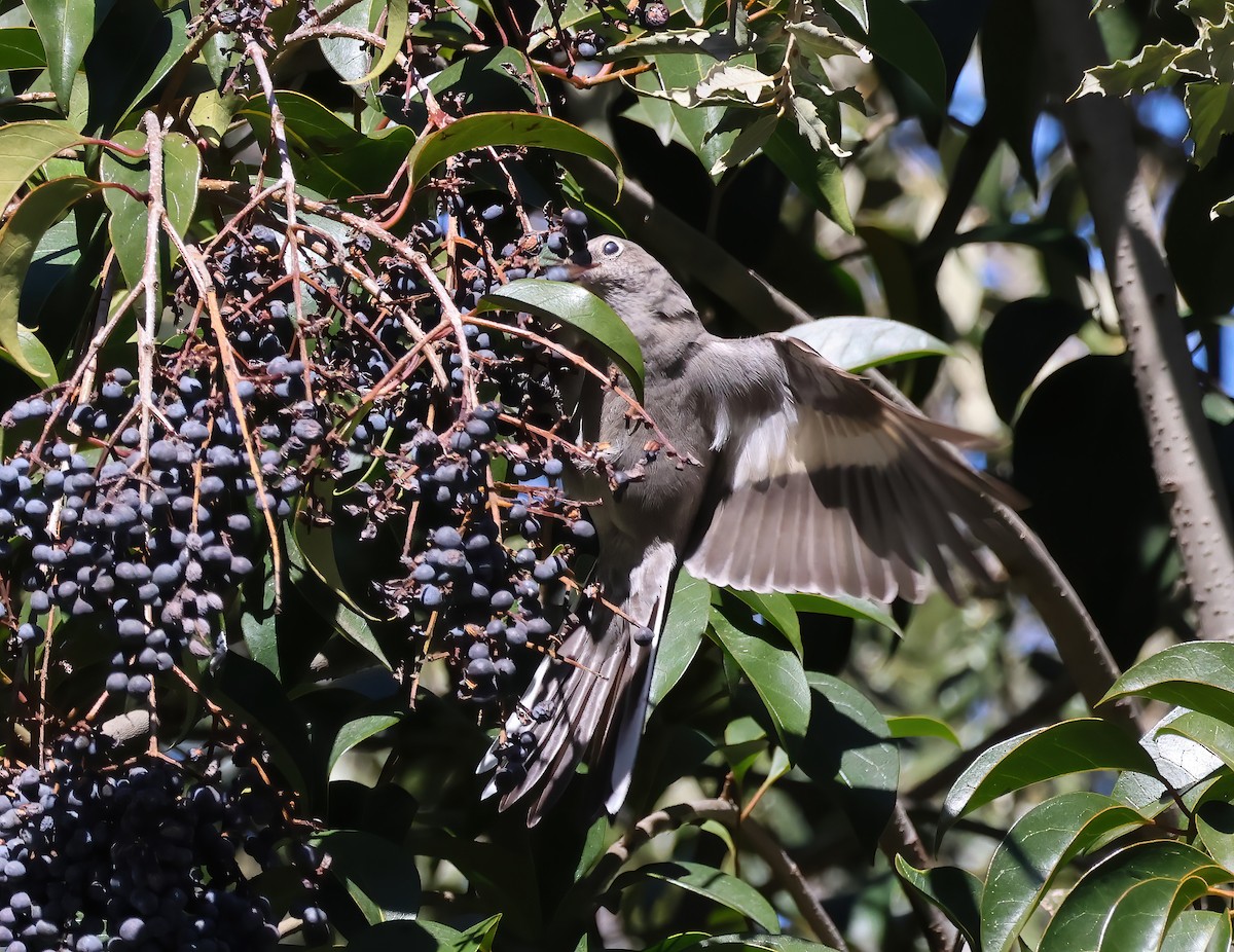 Townsend's Solitaire - ML543701441