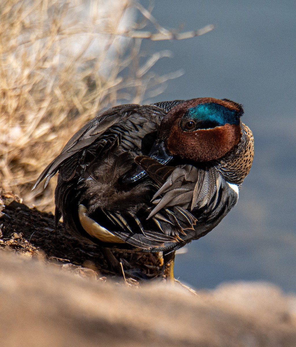 Green-winged Teal - ML543701711