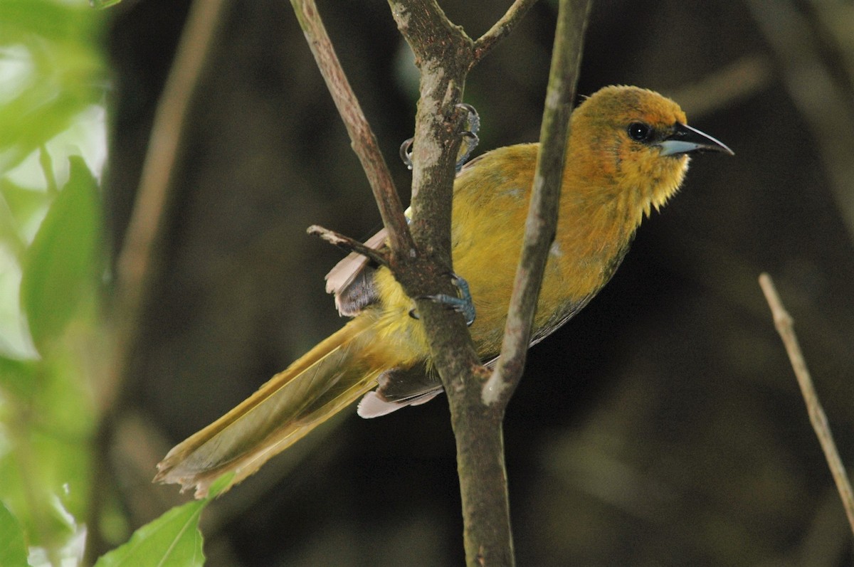 Montserrat Oriole - Andrew Dobson