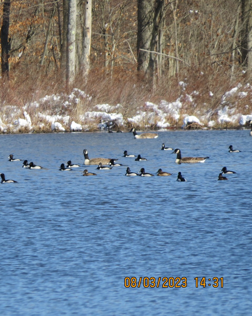 eBird Checklist 8 Mar 2023 Watts Flats WMA 23 species
