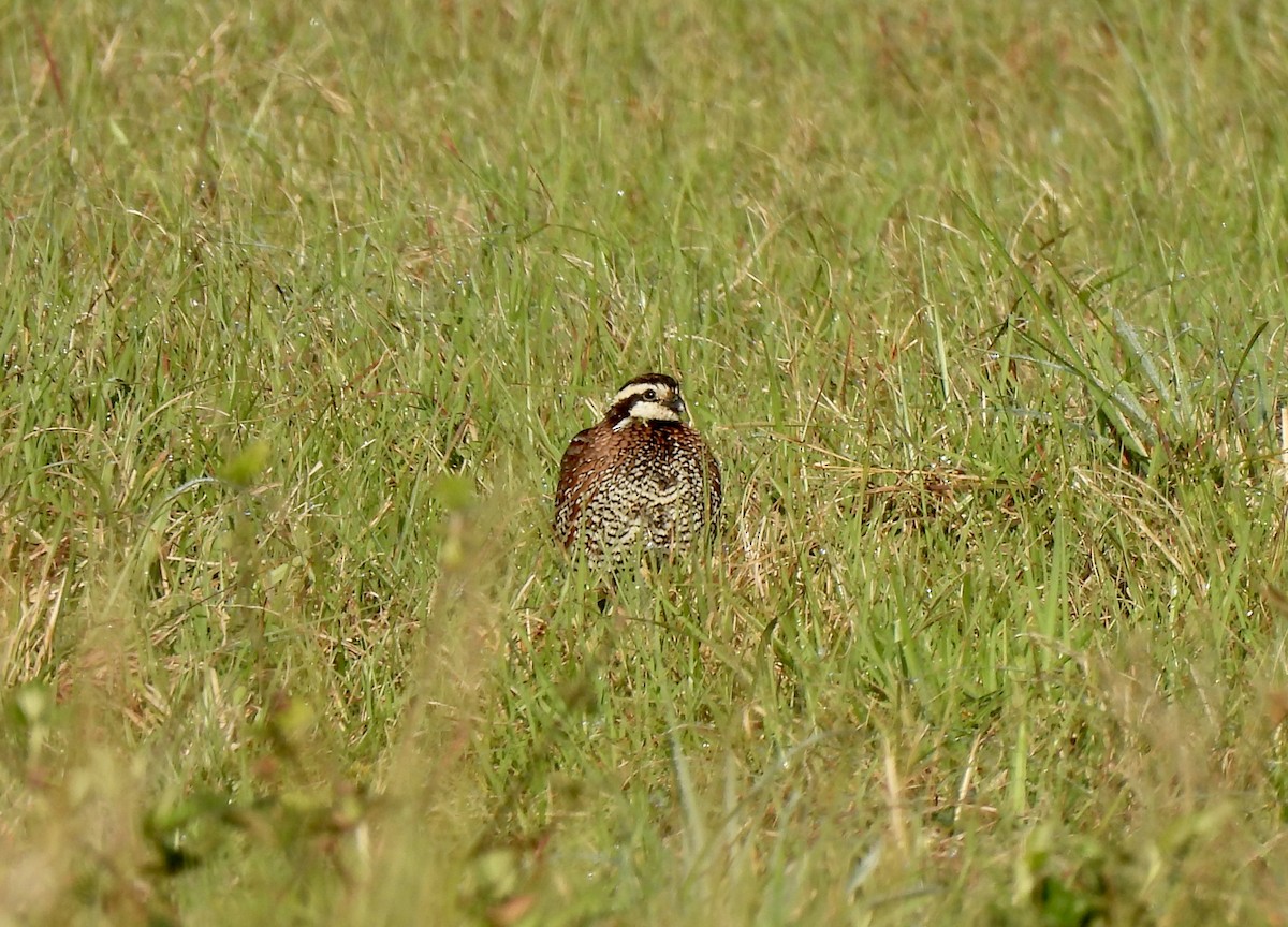 Northern Bobwhite - ML543702211