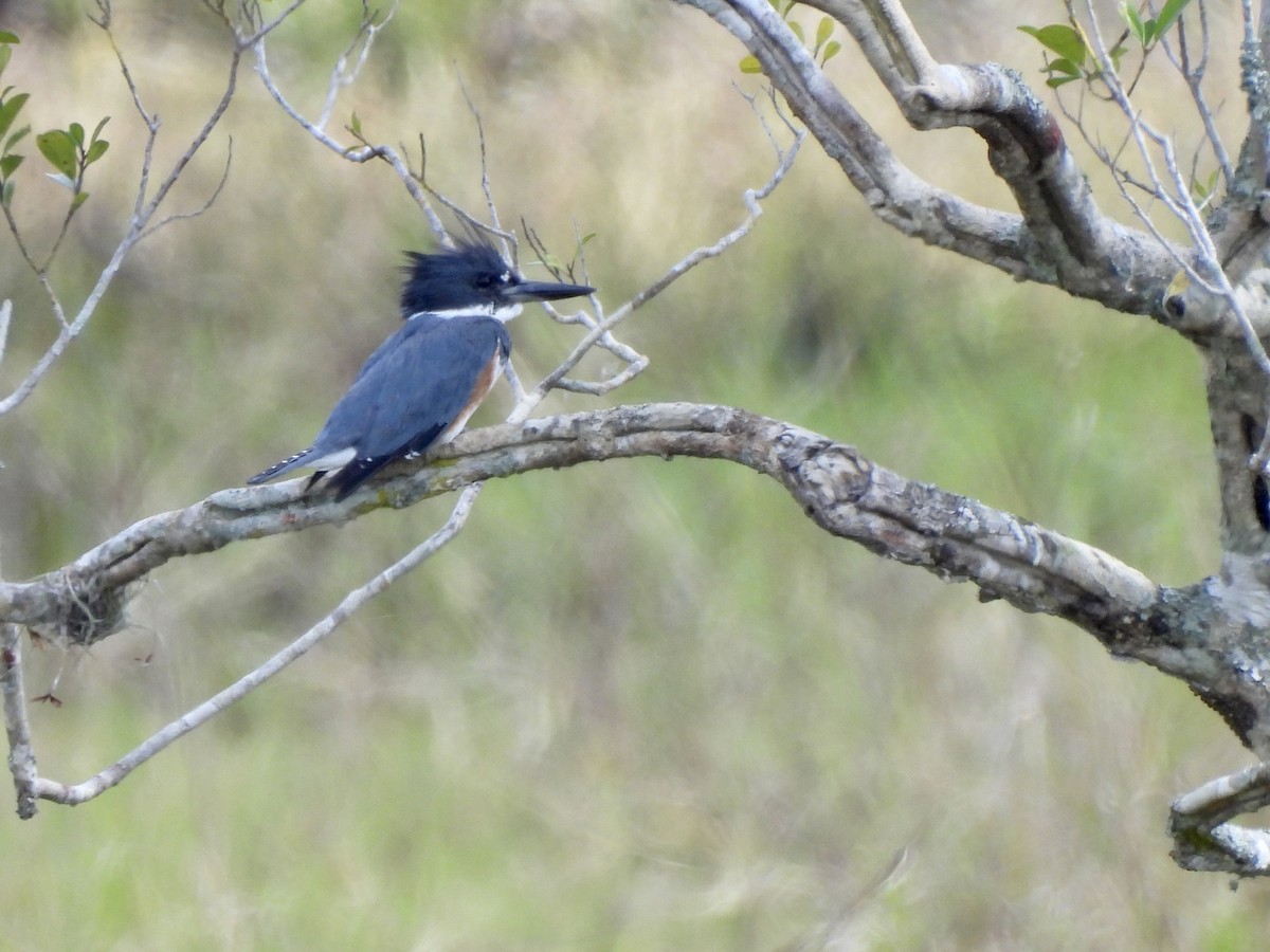 Belted Kingfisher - ML543702621