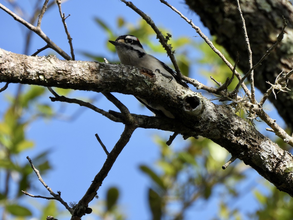 Downy Woodpecker - ML543702641